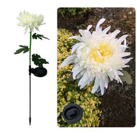 Solar LED Light Artificial Chrysanthemum Flower (3 Pack)